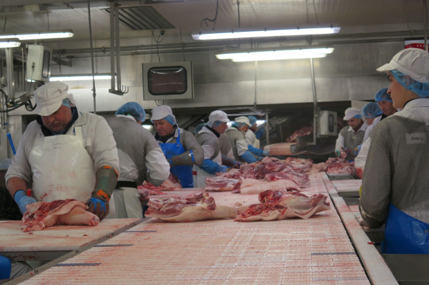 Jakie są zasady wyznaczania zakładów ubijających świnie z niebieskich stref ASF