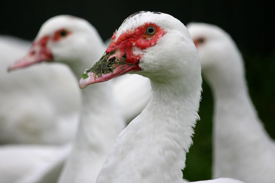 Na skutek grypy ptaków w stanie Kerala zostało zabitych, co najmniej 45 000 ptaków, głównie kaczek; Fot.pixabay.com