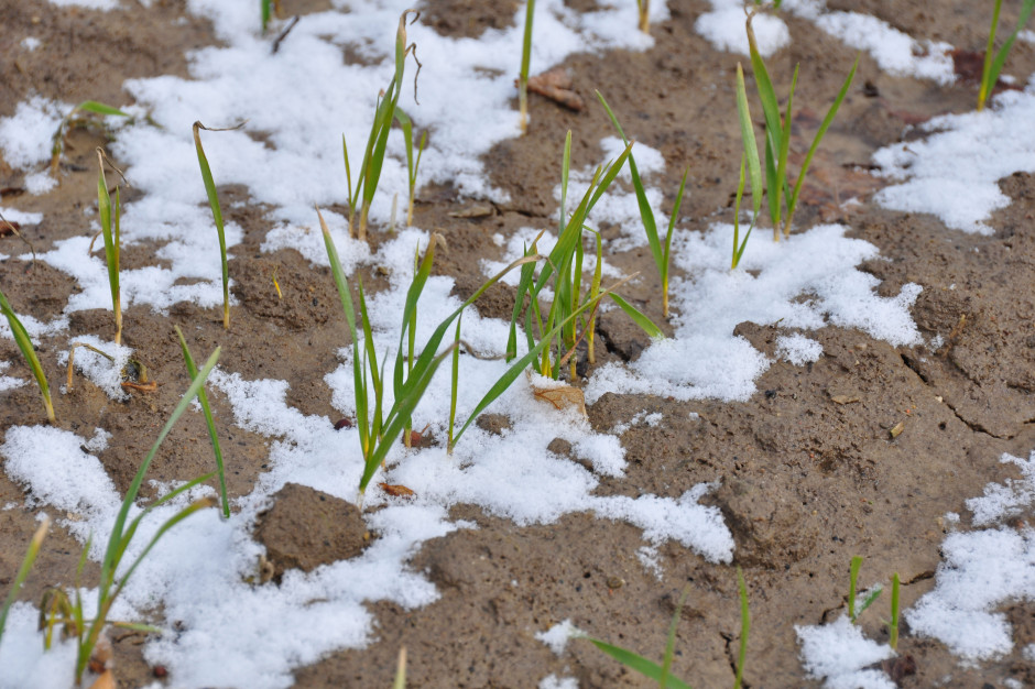 Uprawy późno siane w okres spoczynku zimowego wchodzą słabo rozwinięte, przez co są bardziej narażone na działanie mrozu oraz wysmalających wiatrów