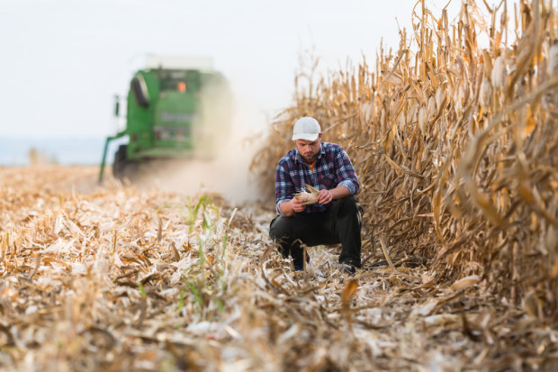 Niemcy: Więcej monokultur w uprawie kukurydzy