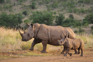 We wrocławskim zoo po raz pierwszy w historii urodził się nosorożec indyjski
