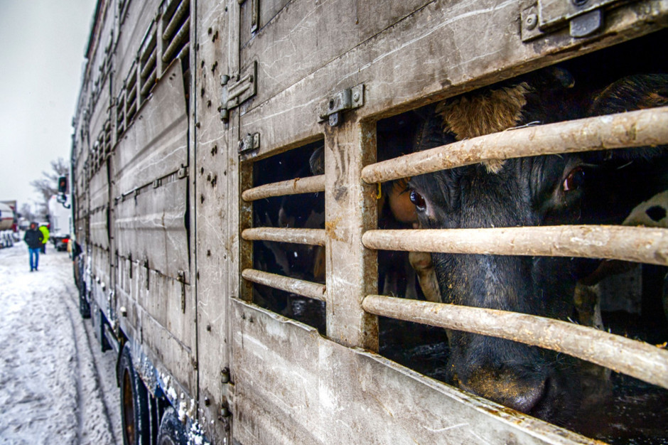 Luksemburg zakazał transportu żywych zwierząt do rzeźni poza Unię Europejską; Fot Shutterstock