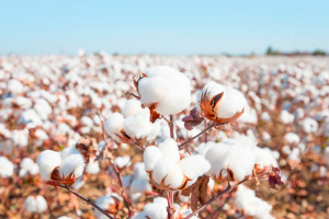 USA zakazują importu bawełny z chińskiego regionu Sinciang