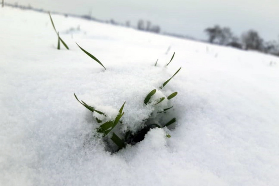 Pokrywa śnieżna chroni oziminy przed niszczycielskim działaniem mrozu; Fot. A. Kobus