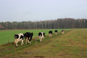 Chcą karać rolników za przepędzanie bydła