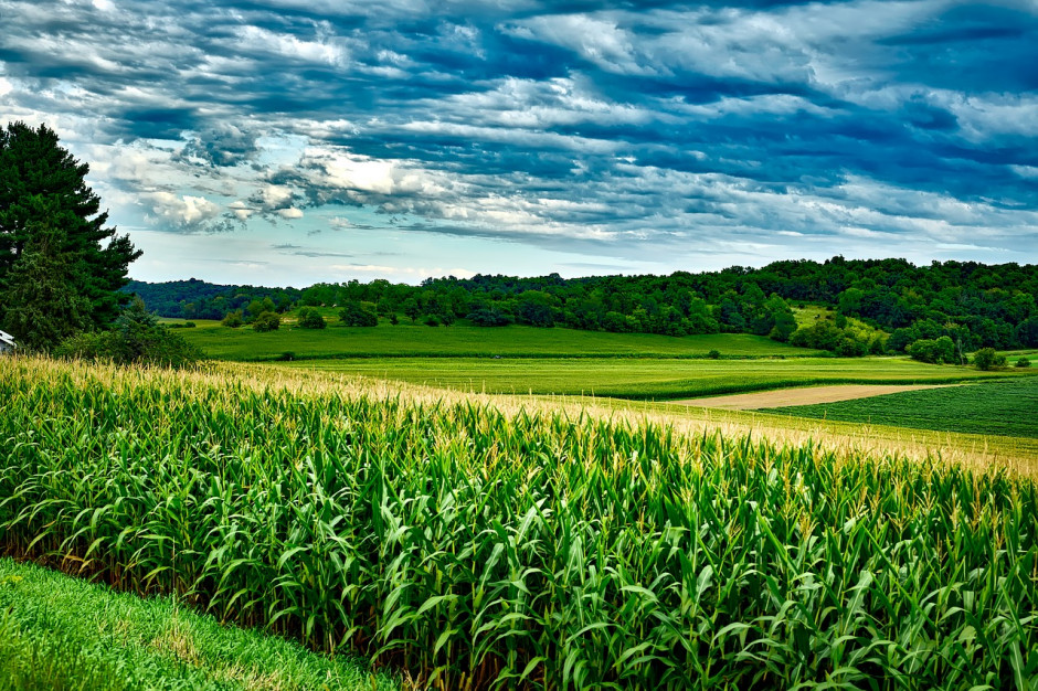 W trzecim kwartale 2020 roku ceny ziemi uprawnej w środkowym pasie uprawy kukurydzy w USA wzrosły średnio o 2 procent rok do roku; Fot.pixabay.com