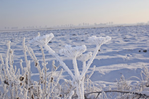 Śnieg chroni oziminy – gdzie mróz był największy?