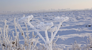 Śnieg chroni oziminy – gdzie mróz był największy?