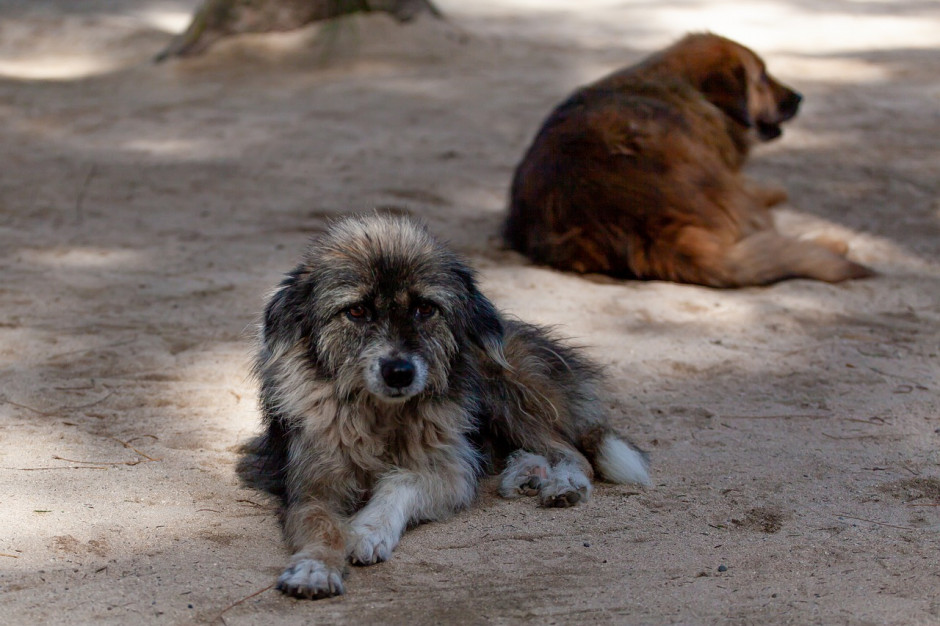 Francja uruchamia środki w walce z  bezdomnością  i  porzucaniem zwierząt domowych; Fot Shutterstock