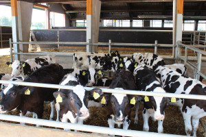 Selekcja hodowlana jałówek w stadach bydła mlecznego