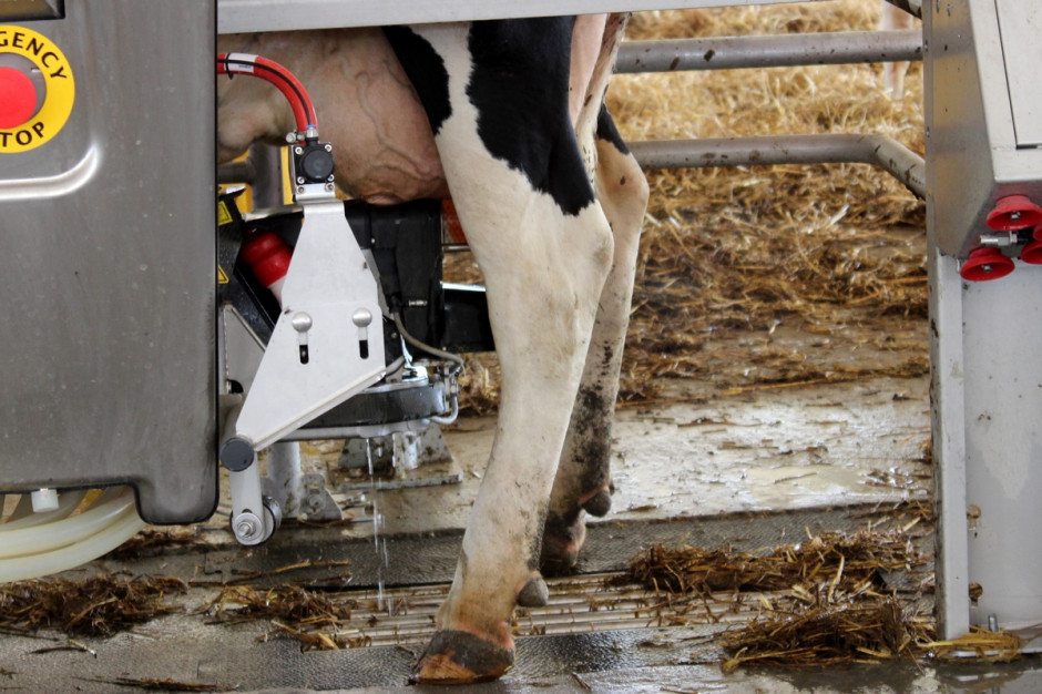 Ceny skupu mleka rosną próbując dogonić galopujące koszty produkcji, fot. Ł.Ch.