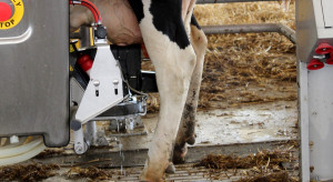 Ceny mleka w skupie. Tylko kilka województw ze stawką powyżej 2 zł za litr