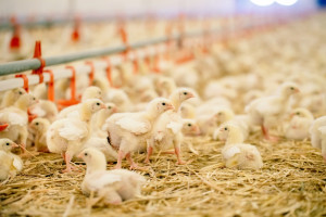 Największa epidemia wysoce patogennej ptasiej grypy u ptactwa dzikiego i domowego w Europie