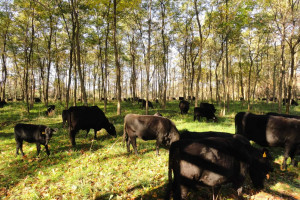 Rolnicza odpowiedź na ofertę Elona Muska