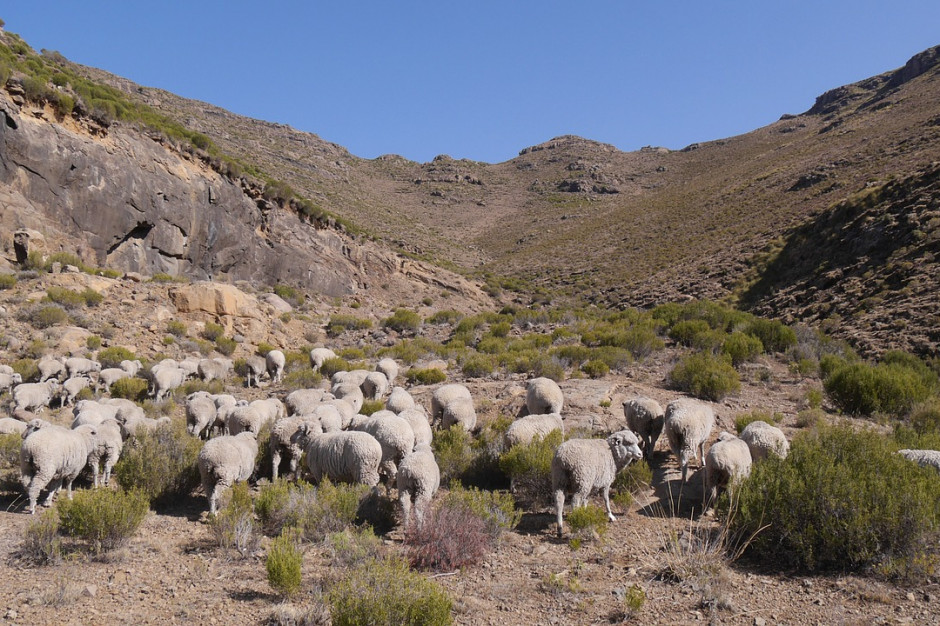 Jest bardzo prawdopodobne, że kozy i owce były ważnymi źródłami mleka dla wczesnych społeczności pasterskich w bardziej suchych środowiskach; Fot.pixabay.com