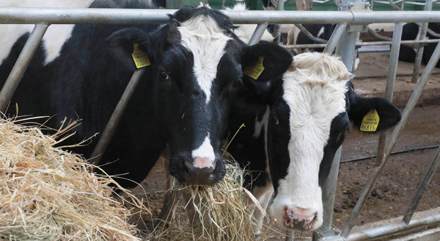 Nowa białoruska rasa bydła mlecznego