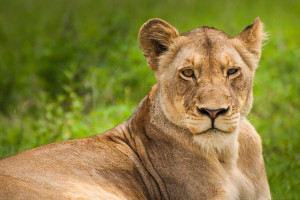 Zoo w Amsterdamie w wyniku pandemii wysyła lwy do Francji