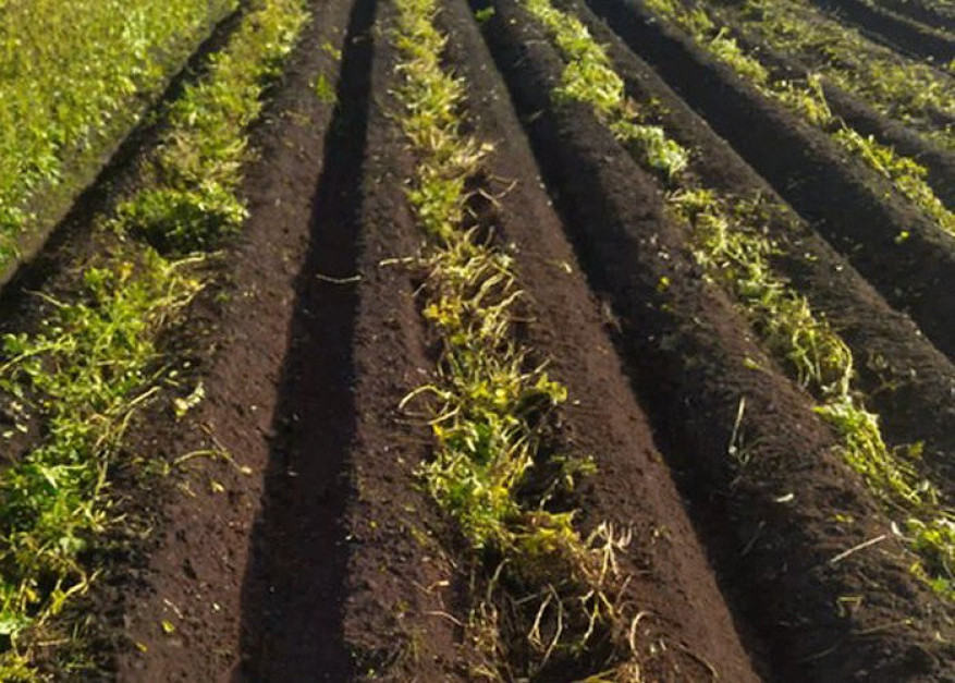 Tak wygląda plantacja po wykonaniu zabiegu mechanicznego niszczenia łęcin. Zdjęcie: MSR Plant Technology