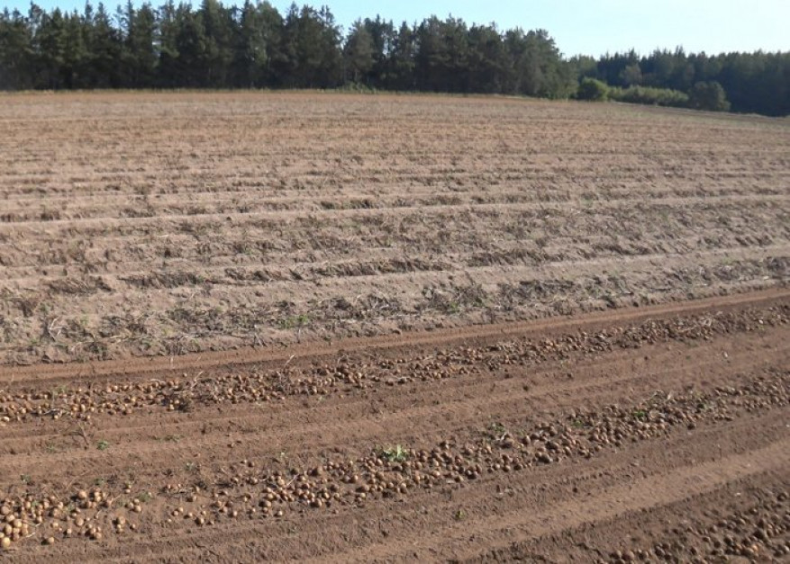 Zbiór na plantacjach gdzie przeprowadzono zabieg Crown Crusher wykonuje się przy użyciu standardowych maszyn. Zdjęcie: MSR Plant Technology
