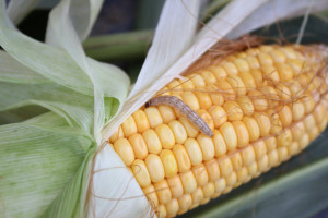 Nowe szkodniki, nowe zagrożenia - w uprawie zbóż i kukurydzy