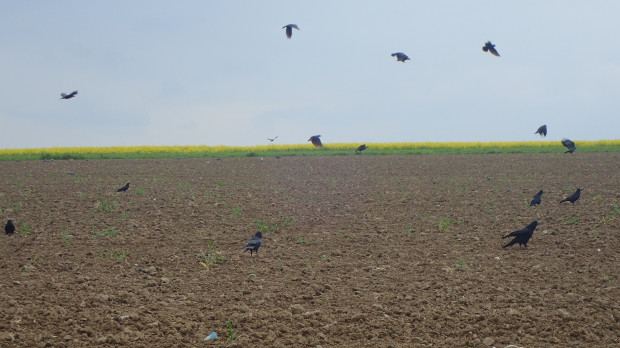 Ptaki w kukurydzy mogą doprowadzić do konieczności przesiewów