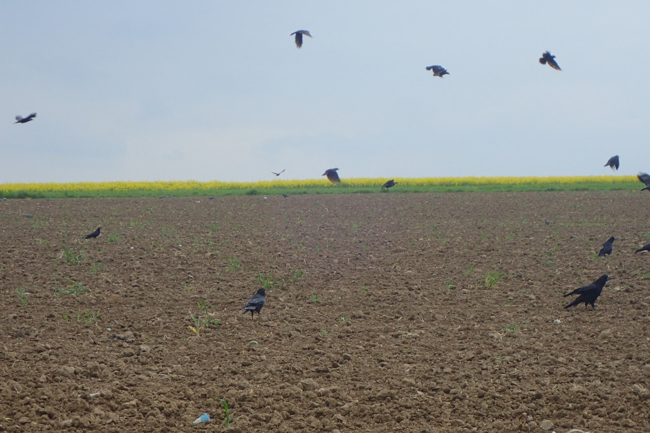 Ptaki potrafią zniszczyć czasami sporą część plantacji kukurydzy