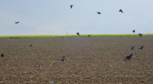 Ptaki w kukurydzy mogą doprowadzić do konieczności przesiewów