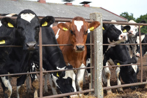 Ceny w skupach bydła w spadkowym trendzie