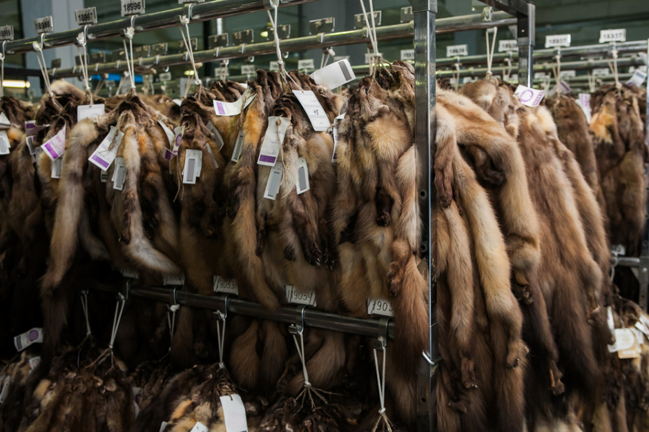 Niderlandy - były niegdyś jednym z największych producentów skór z norek w Europie; Fot. Shutterstock
