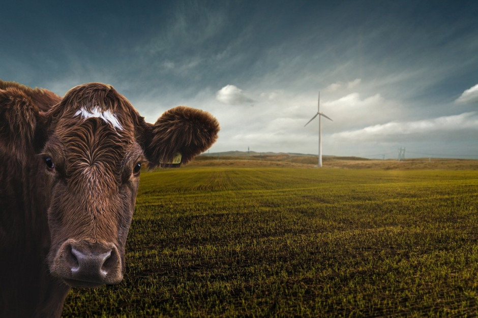 W 2019 r. emisja gazów cieplarnianych w niemieckim rolnictwie spadła o 1,1 proc. w porównaniu z 2018 r.; Fot. pixabay.com