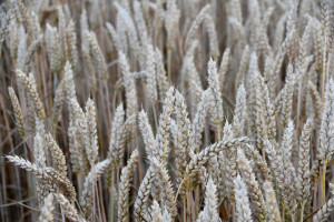 Czy na rynku zbóż mamy do czynienia ze spekulacjami?
