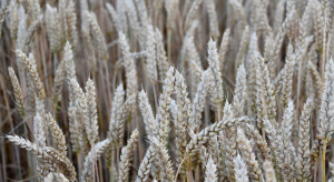 Czy na rynku zbóż mamy do czynienia ze spekulacjami?