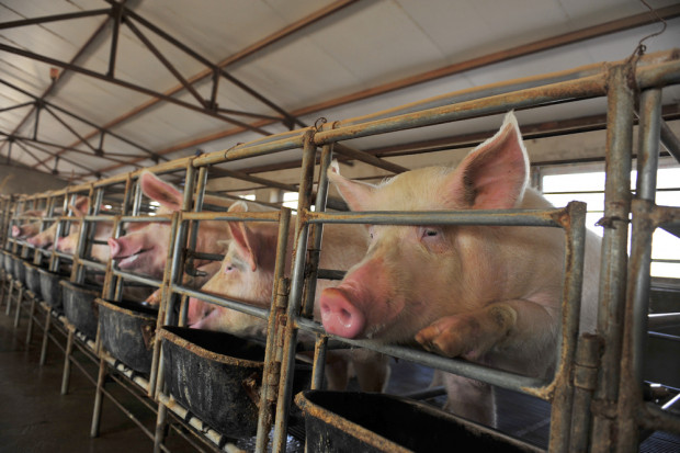 Najwięksi światowi producenci wyprodukowali prawie 2,55 mln ton świń