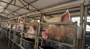 Liczba stad świń w Polsce spada
