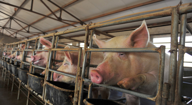 Megafarm świń coraz więcej, a pogłowie coraz liczniejsze