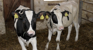 Will cattle passports return? The Ministry of Agriculture and Rural Development responds