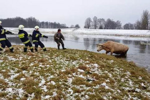 Wyciągali krowę z Warty