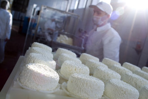 Notowania produktów mleczarskich nadal na fali wzrostowej