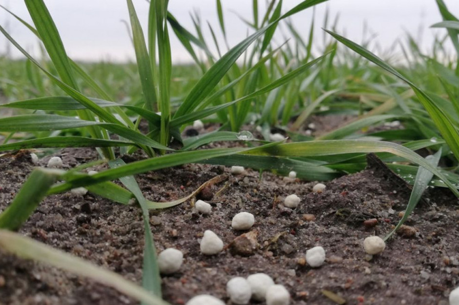 Holenderscy rolnicy krytykują politykę ograniczania emisji azotu, fot. A.Kobus