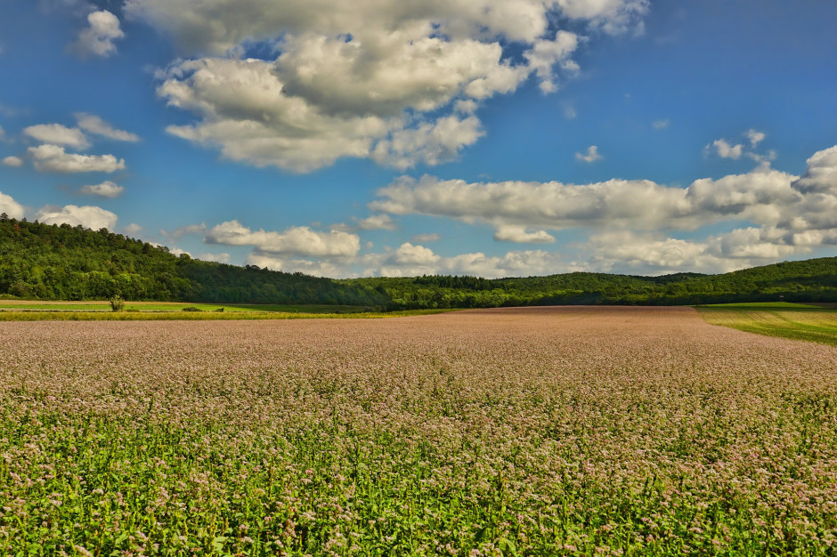 Projekt ustawy o rolnictwie ekologicznym został przygotowany przez Ministerstwo Rolnictwa i Rozwoju Wsi. Foto. Schwoaze, Pixabay