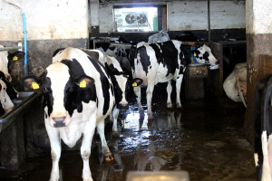 Nieodpowiednie warunki utrzymania przyczyną pogorszonej płodności krów