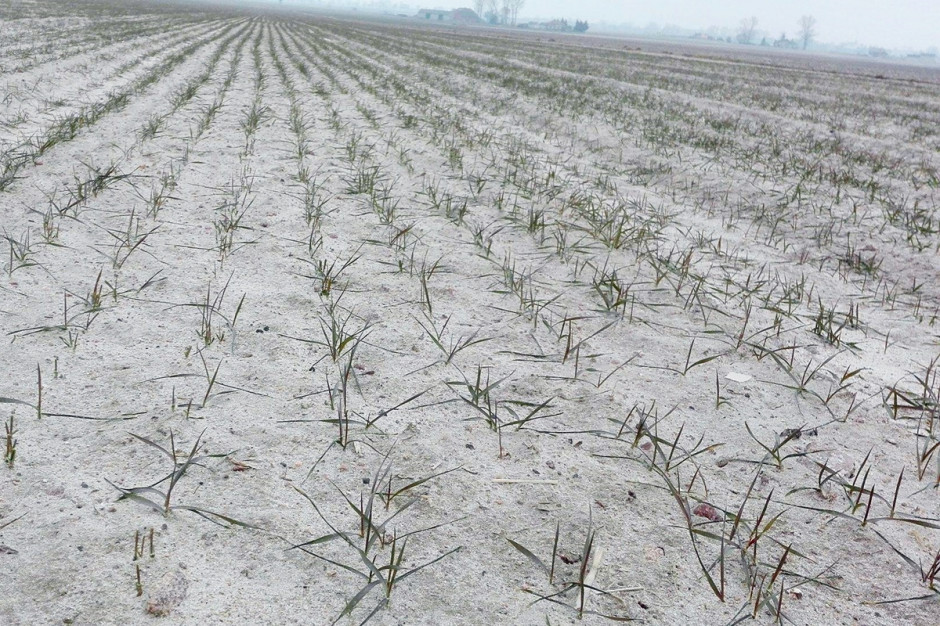 Na zjawisko wysmalania, szczególnie narażone są plantacje ozimin w regionach bez pokrywy śnieżnej Fot. A. Kobus