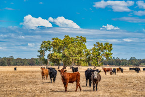 Australia: Pogłowie bydła mięsnego ponownie rośnie