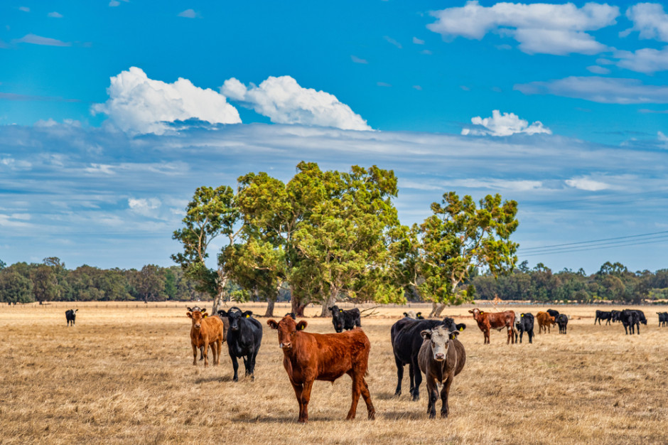 Australia: w przeważającej części, bo w 85 proc., ziemia uprawiana przez cudzoziemców jest wykorzystywana w produkcji zwierzęcej, przede wszystkim wołowiny i mleka; Fot. Shutterstock