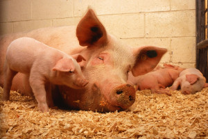 Pomysły rolników na zwiększenie dobrostanu świń