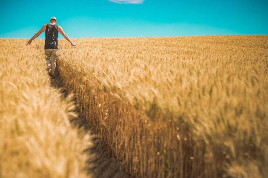 Plonowanie zbóż w tym roku nie najlepsze, za to rzepak sypnie, fot. pixabay