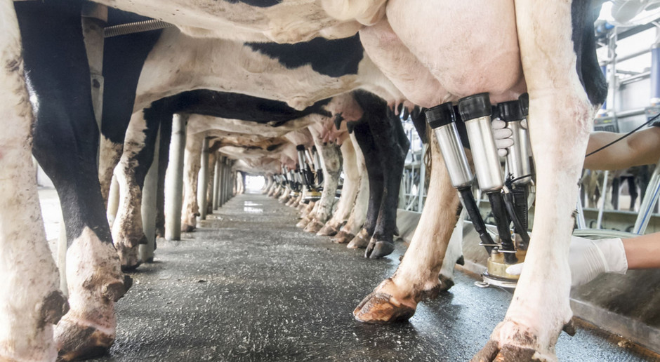 Czy hodowcy bydła mlecznego są gotowi na ograniczenie stosowania antybiotyków?