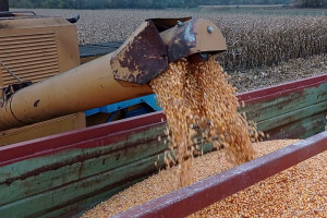 Chiny windują ceny zbóż na Ukrainie