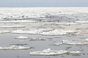 Wody Polskie: lodołamacze przebiły się przez najtrudniejszy odcinek zatoru lodowego na Wiśle