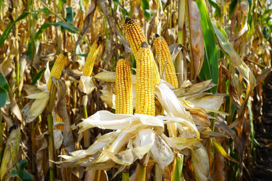 LOZ kukurydzy ziarnowej 2021, fot. M. Tyszka